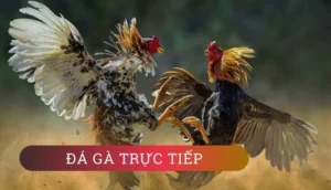 Đá Gà WS168 Tại 98WIN Hấp Dẫn Kịch Tính Với Trận Đấu Đỉnh Cao