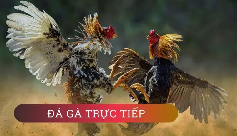 Đá Gà WS168 Tại 98WIN Hấp Dẫn Kịch Tính Với Trận Đấu Đỉnh Cao