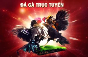 Hướng Dẫn Cách Chơi Đá Gà 3D Tại 98WIN Đỉnh Cao Kịch Tính